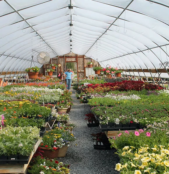 Person walking through a lush greenhouse with vibrant flowers and plants arranged in neat rows under an arched roof, representing green waste disposal services in Masaryktown, FL.