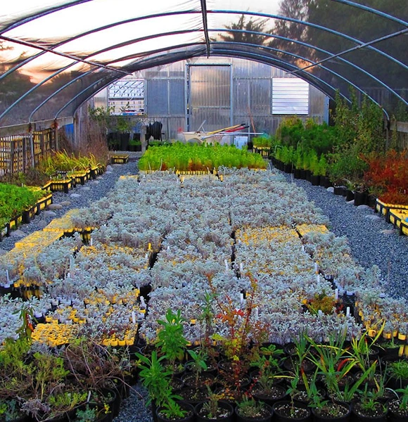 Greenhouse interior with rows of potted plants on gravel, lush greenery, and vibrant foliage under an arched transparent roof at a tree nursery in Land O' Lakes, FL.