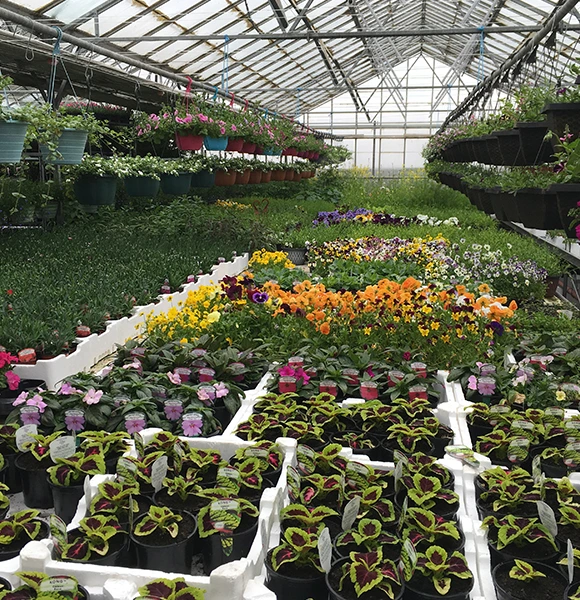 A lush greenhouse filled with vibrant flowers in pots, featuring pink, orange, and purple blooms. Hanging plants and green foliage create a fresh, lively atmosphere under a glass roof.