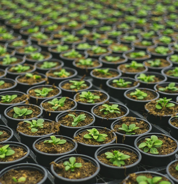Rows of black nursery pots with soil and young green seedlings inside a greenhouse, representing expert nursery plant services in Brooksville, FL.