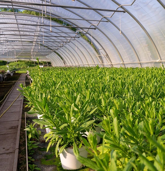 Lush green plants in white pots inside a sunlit greenhouse with a transparent arched roof, symbolizing growth, tranquility, and transforming outdoor environments in Weeki Wachee, FL.