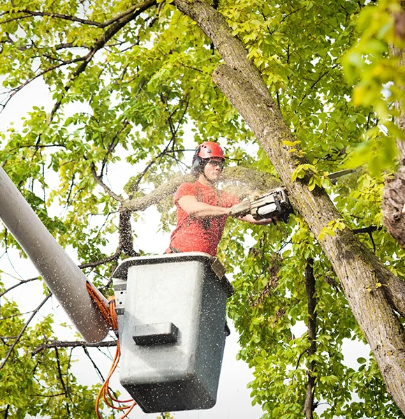 A worker in a red shirt and helmet operates a chainsaw from a cherry picker, trimming tree branches surrounded by vibrant green leaves on a sunny day, showcasing skilled and safe tree care in action.