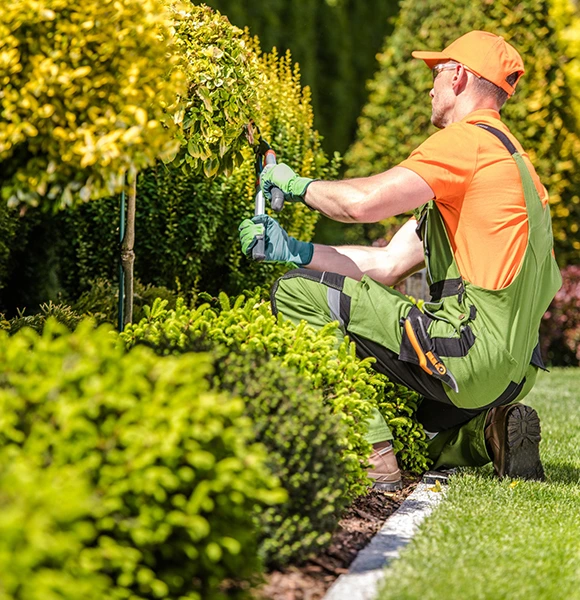 A gardener wearing an orange hat and shirt with green overalls trims a lush, manicured hedge on a sunny day, creating a neat, vibrant landscape.