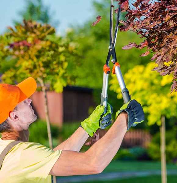 A person wearing an orange cap and green gloves uses a large pruner to trim tree branches with red leaves, performing detailed tree care in a sunny, lush garden setting.