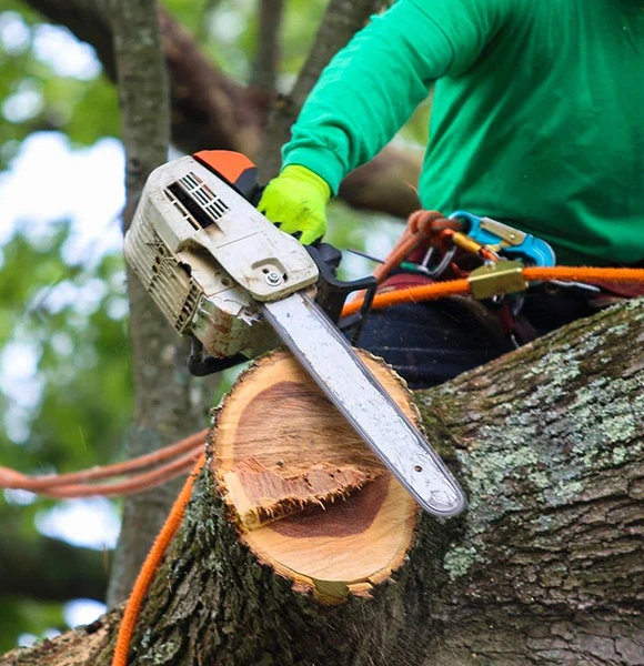 A person in a green shirt uses a chainsaw to cut a tree branch. They are secured with orange safety ropes. The scene appears outdoors in a forest setting.