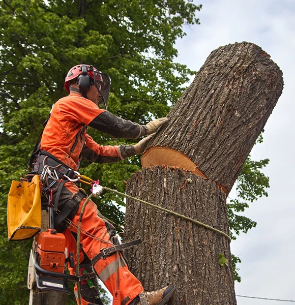 Worker in orange safety gear cuts a large tree branch with chainsaw on a sunny day. He is using a rope for safety, with green foliage around.